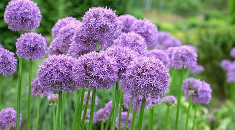 Image result for Visual Basic MsgBox