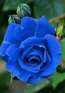 My Dream Nursery Rose Plant Price in India - Buy My Dream Nursery Rose ...