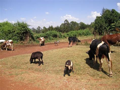MUREMBA RETREAT KITALE - Guesthouse Reviews & Photos - Tripadvisor