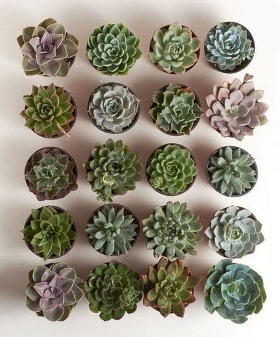 16 Types Of Succulents That You Should Know – ChhajedGarden.com