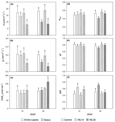 Transient Waterlogging Events Impair Shoot and Root Physiology and ...