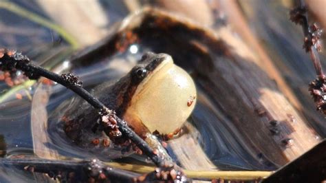 Image result for Sound of Spring