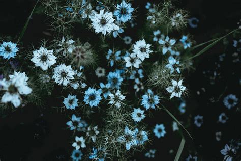 Image result for Spring Flower 321