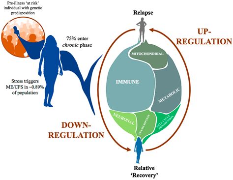 Dynamic Epigenetic Changes during a Relapse and Recovery Cycle in ...