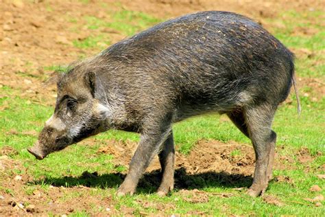 Visayan warty pig; Colchester; 25th May 2013 - ZooChat
