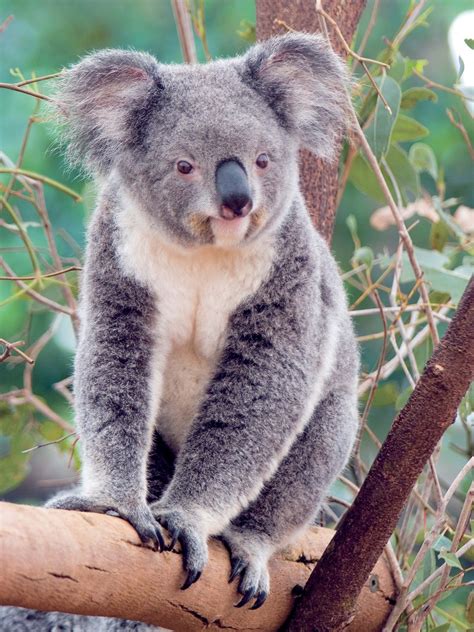 Koala Animal | Interesting Facts & Latest Pictures | All Wildlife ...