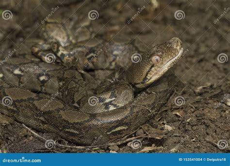 Image result for Baby Reticulated Python