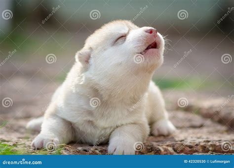 Howling Puppy Siberian Husky Stock Photo - Image of wooden, husky: 42320530