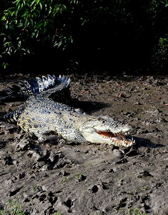 Odisha Tourism : Bird Watching