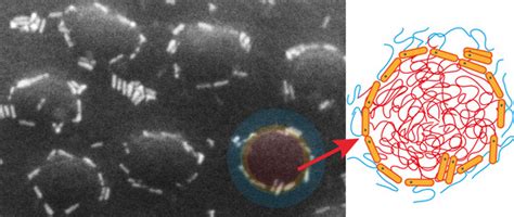 Assembly of Semiconductor Nanorods into Circular Arrangements Mediated ...