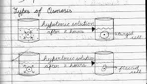 Draw a diagram of showing exosmosis and endosmosis when a cell is kept ...