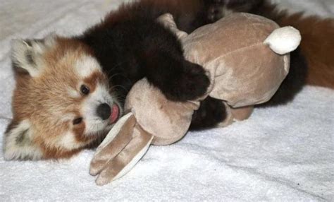 Image result for Red Panda Cuddle