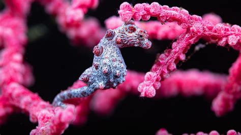 Image result for Color Changing Animals