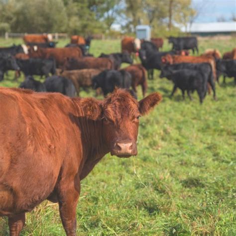 Organic Meat Farms 的图像结果