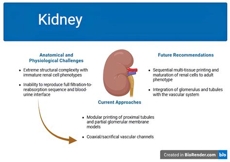 Organ-Specific Strategies in Bioprinting: Addressing Translational ...