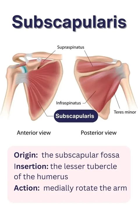 Image result for Subscapularis Muscle Function