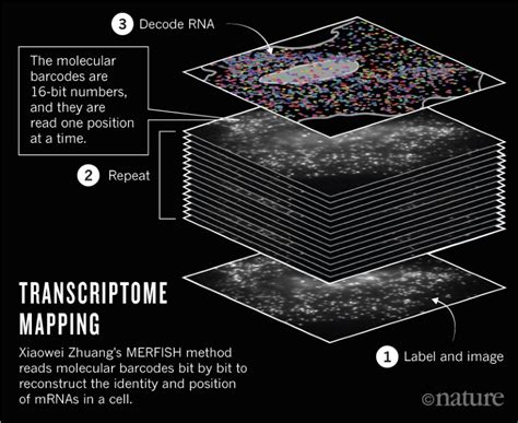 Transcriptome TreeMap 的图像结果