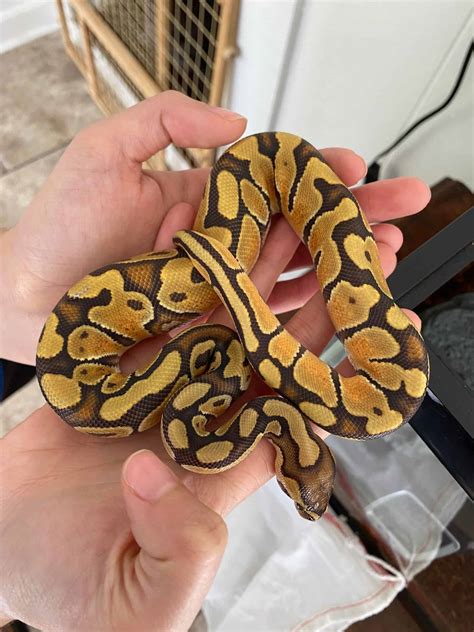 11 US Ball Python Breeders You Can Trust (Online & in-Store)
