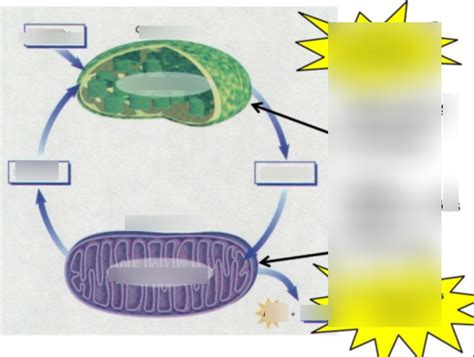 Image result for Bio Chapter 4 Quiz