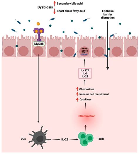 Immunomodulation by Gut Microbiome on Gastrointestinal Cancers ...