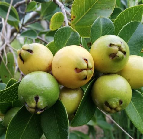 Buy Yellow Cherry Guava seeds - Paitu
