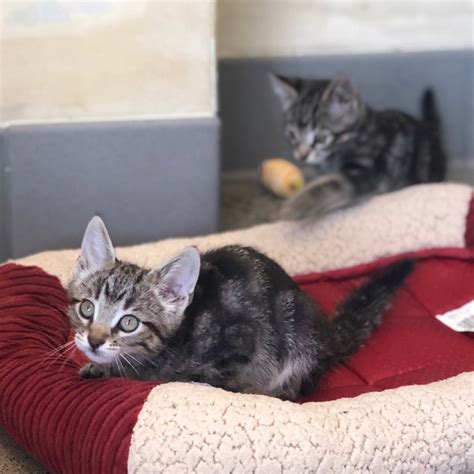 Adoptable Cats — Friends of Berkeley Animal Care Services (FoBACS)