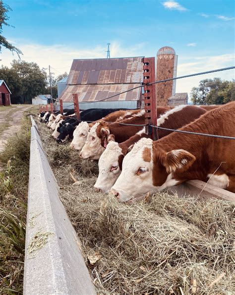 The USDA’s Cattle on Feed Report | Radio 570 WNAX