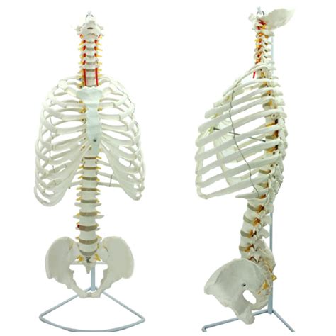 Buy SKUAI Human Spine Thoracic Structure Model Anatomy Model Body Life ...