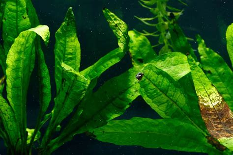 Java Fern Small Leaves at Tip 的图像结果