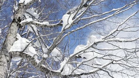 下雪 雪景 冬天摄影图__自然风景_自然景观_摄影图库_昵图网nipic.com