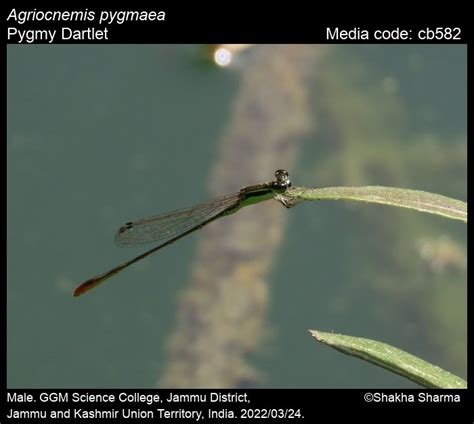 Agriocnemis pygmaea Rambur, 1842 - Pygmy Dartlet | Odonata