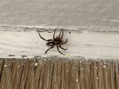 Herpyllus Ecclesiasticus - Eastern Parson Spider - USA Spiders