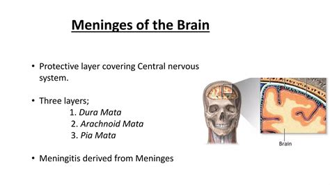 Meninges of the brain | PPTX
