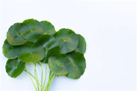 ReadyCare | Best Herbal Products In Bangalore, Karnataka
