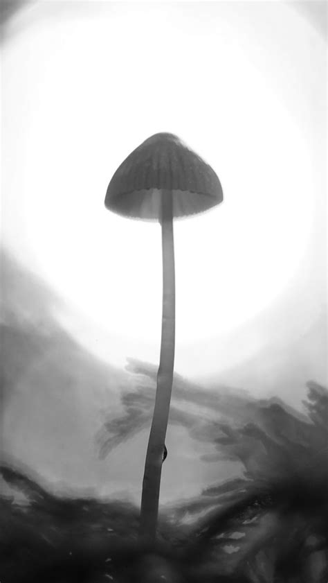 Download wallpaper 800x1420 mycena, mushroom, black and white, macro ...