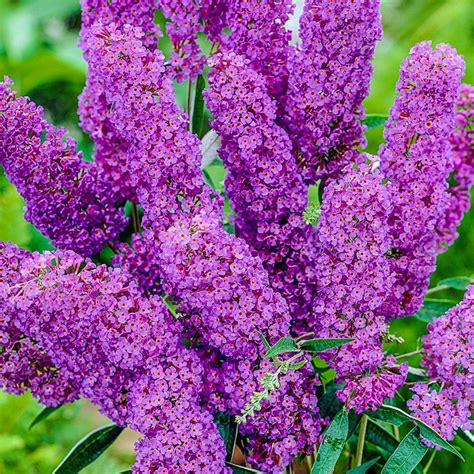 Butterfly Bush Uses at Carson Cockerham blog