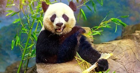 10 Zoos In Washington DC Perfect For A Family Outing!