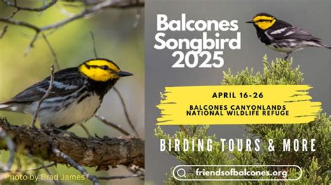 Songbird Tour! Chasing the Rare & Endangered with Paul DiFiore and ...