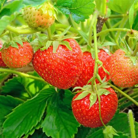 Everbearing Strawberry Plant Live For Planting Outdoors, 5 to 8 Inch Tall, Well Rooted, High ...