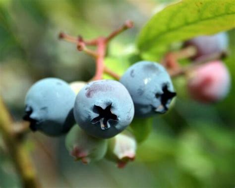 Fuchsbandwurm: Beeren selber pfücken, ja oder nein? | agrarheute.com