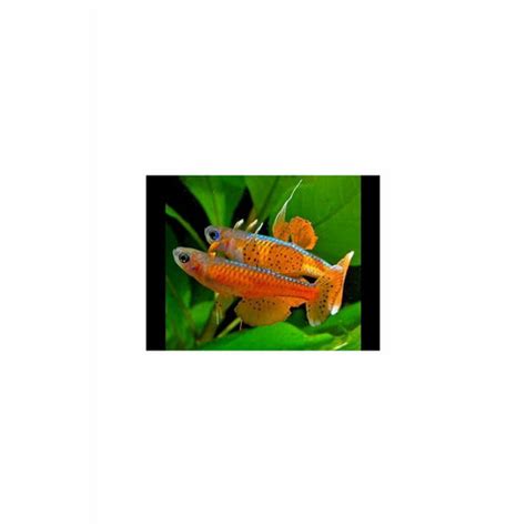 Fish | Buy Live Freshwater Fish Online – tagged "rainbowfish"– Best4Pets