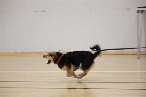 Come When Called - 4 Week Rocket Recall Class - Lurgan, Gordon Playing ...