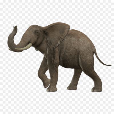 Elephant Background PNG Image - Pngsource