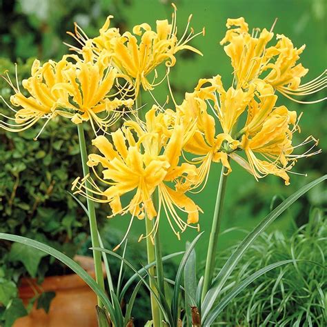 Buy Novakie Yellow Lycoris Lily/Spider Lily/Surprise Lily/Naked Lady ...