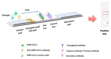 Challenges in the Detection of SARS-CoV-2: Evolution of the Lateral ...
