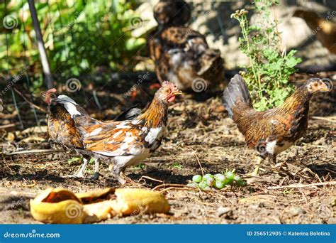 Domestic Poultry Farm. Young Hens and Chickens in the Fields. Domestic ...