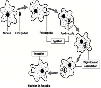 the process of transportation in amoeba, draw a labelled diagram ...