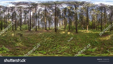 Image result for Equirectangular Forest