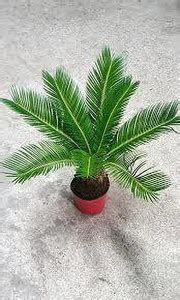 FasonGreen Cycus Revoluta Plant Price in India - Buy FasonGreen Cycus ...