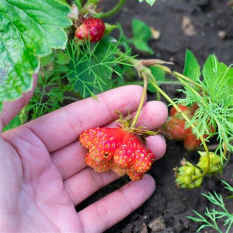 Do Deer Eat Strawberries? – Strawberry Plants